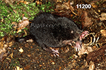 Condylura cristata, Star-nosed Mole